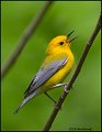 _0SB9567 prothonotary warbler